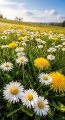 Daisy and Dandelion Meadow in Springtime Sunlight.