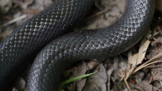 Slithering snake close up. Black snake crawling. Snakes in motion. Creeping reptile. Macro scaly snake skin. Exotic reptilian pattern. Snakes scales detailed reptilian texture. Black leathery lizard