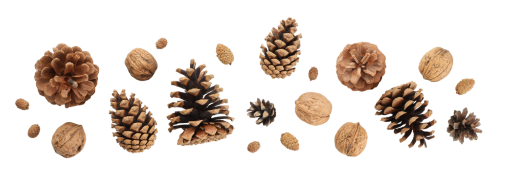Pine cones and nuts are displayed for holiday crafting, on white, PNG