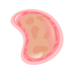 Dermatophytosis Illustration, a digital anatomical asset showcasing the body's fundamental building blocks for biology education and medical visualizations