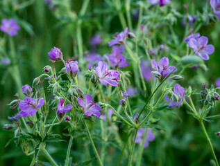 Monkeyflower blossoms in large group in Glacier