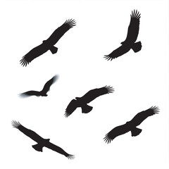 Obraz premium Set of black bird silhouettes flying vector illustration with wings and feathers design