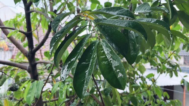 Close-up footage of a soursop leaf (Annona muricata) wet with fresh raindrops during rainfall.