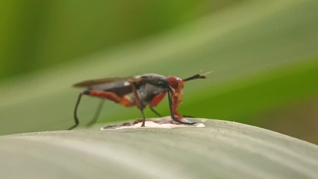 Insects suck using their proboscis. Close-up of Sepedon sphegea from the Sciomyzidae family, also known as marsh flies or snail killer flies.