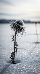 Frozen Thistle in Winter Landscape - A Study in Cold Beauty.