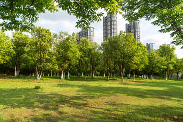 city park with modern building background in shanghai