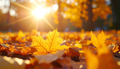 Golden Autumn Leaves Bathed in Sunlight - A Serene Fall Scene.