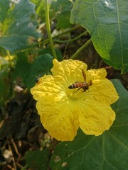 bee on a flower
