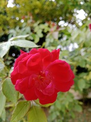 red flowers in the garden
