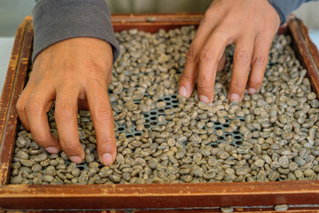 Bolivian green coffee being sorted by size on a grid for export - concept of quality