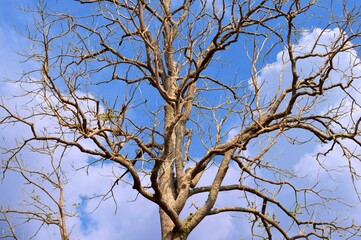 tree branches against blue sky