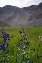 Mountains and wildflowers