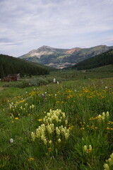 Mountains and wildflowers