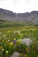 Mountains and wildflowers