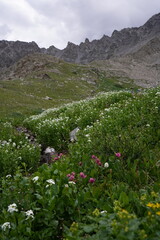 Mountains and wildflowers