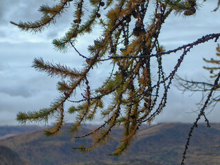 Autumn Larch Tree Branches