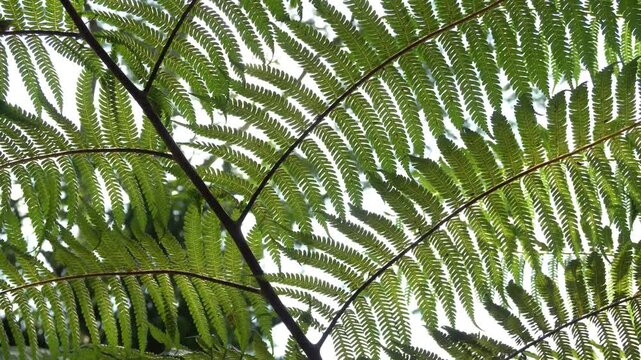 Intricate pattern of green fern fronds creates a dense tropical foliage background texture.