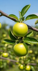 Green Apples on a Branch - Fresh Fruit in the Orchard.