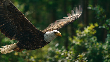 Obraz premium A majestic eagle glides with outstretched wings over sunlit forest, leaves and branches blur softly
