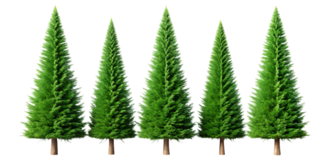 A row of five tall green cypress trees standing in a line isolated on transparent background