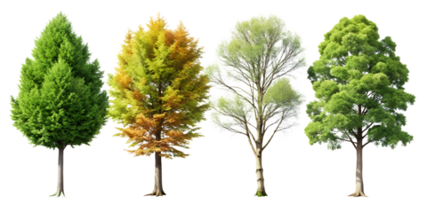 Collection of four distinct deciduous and coniferous trees in various stages of seasonal foliage isolated on transparent background