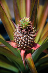 Young pineapple growing under the tropical sun