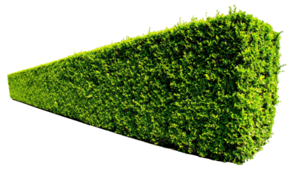 Green, rectangular hedge, tightly trimmed, on a black background, perspective view