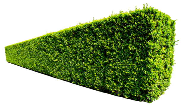 Green, rectangular hedge, tightly trimmed, on a black background, perspective view
