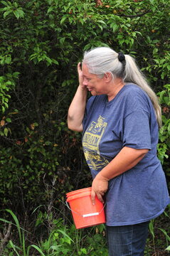 senior woman in a park picking wild plums with a basket