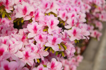 Pink azaleas bloom beautifully along a fence in Tokyo. Japan