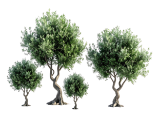 Four olive trees of varying sizes against a transparent black background