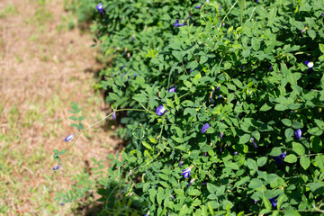 Blue butterfly pea flower on a green vine.