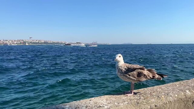 Lonely seagull at Bosphorus Coastline in Istanbul, Turkey. (4K video)