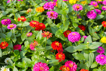 A garden alive with vibrant zinnias in full bloom, spreading joy and color.