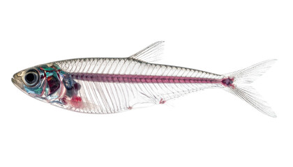 Transparent fish with visible skeleton, organs, and fins, isolated on a black background