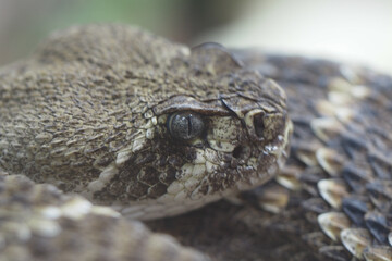 Close-up view of a coiled snake in its natural habitat