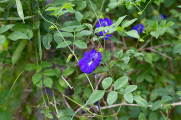 Blue butterfly pea flower on a green vine.