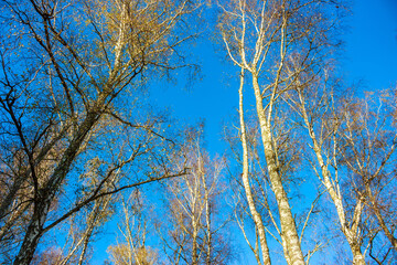 Obraz premium Looking up at towering birch trees with sparse golden leaves against a brilliant, cloudless blue autumn sky, creating a striking natural pattern