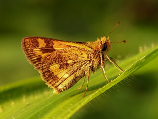 Close-up of a Potanthus omaha butterfly resting on a green leaf. The golden brown wings show beautiful patterns with soft background blur, highlighting the insect in natural outdoor light.