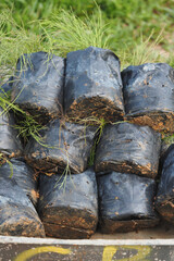 Freshly prepared saplings in black bags ready for planting