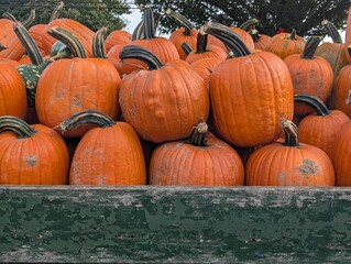 Pumpkins from the pumpkin patch waiting for Halloween