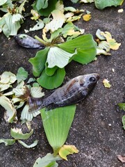 Nile tilapia carcasses on the floor