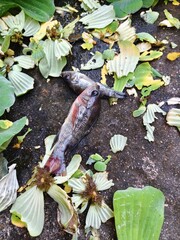 Nile tilapia carcasses on the floor