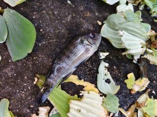 Nile tilapia carcasses on the floor
