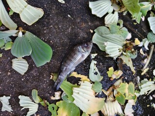 Nile tilapia carcasses on the floor