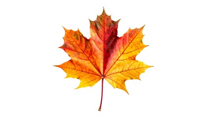 Fototapeta premium A vibrant autumn maple leaf, showcasing rich shades of orange and red, is isolated against a pure white background.