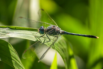 Close-up of dragonfly Diplacodes trivialis resting on a green leaf focusing on its head and hairy back.