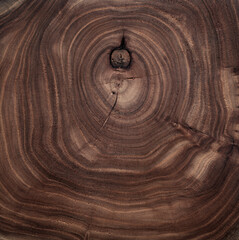 Wood growth rings. Wood cross section texture background. Elm wood texture background. old wooden texture. 