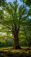 Majestic Oak Tree in Lush Green Forest Sunlight.