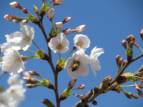 Flor de durazno
